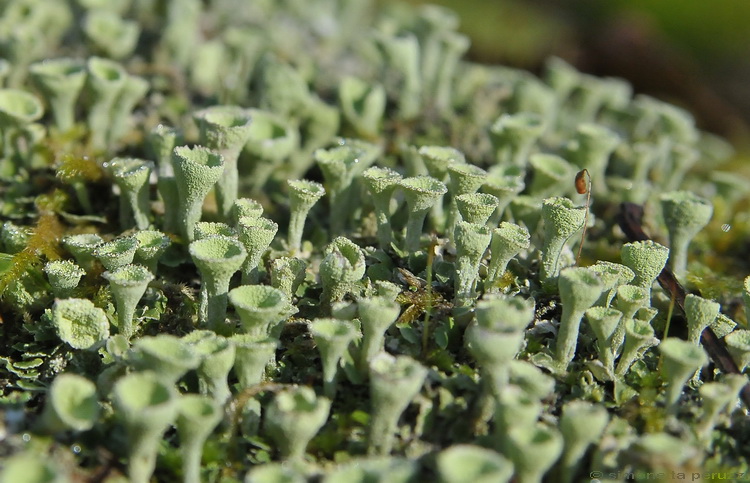 Licheni di San Rossore - Cladonia sp.